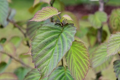 Davidia involucrata 'Vilmoriniana' - davídie listenová - jarní listy